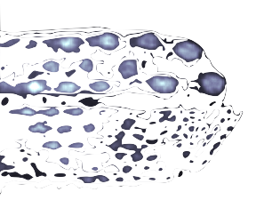 Statistical Model and ML-EM Algorithm for Emission Tomography with Known Movement