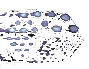 Statistical Model and ML-EM Algorithm for Emission Tomography with Known Movement